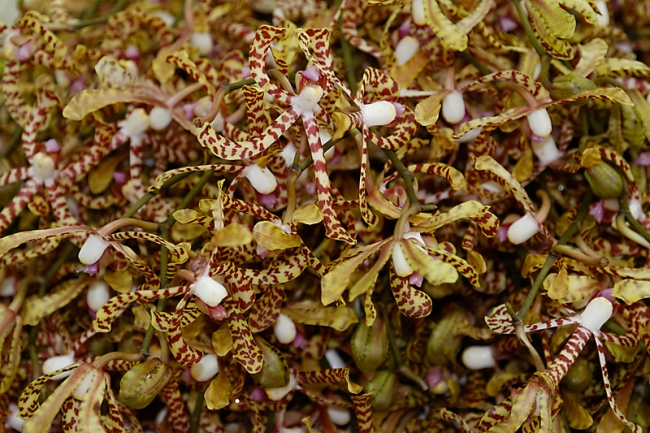 Pak khlong talat-008